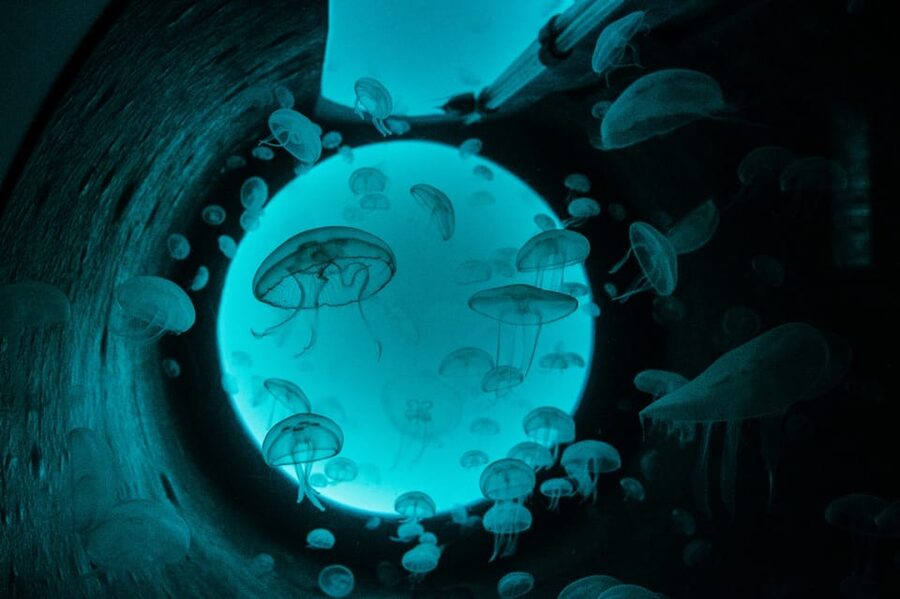 Bioparc Aquarium of Gijon Entry Ticket - Is the $24 Price Good Value?