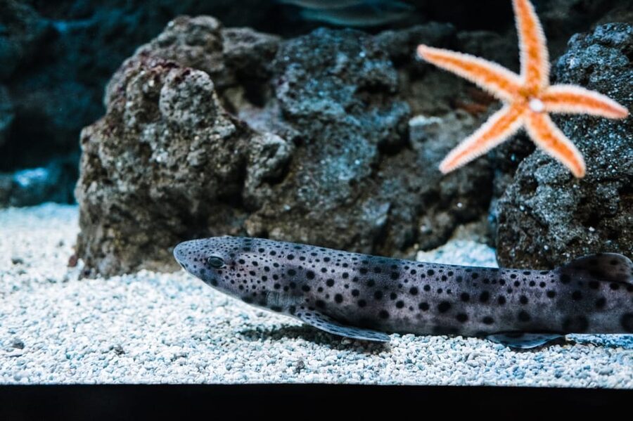 Bioparc Aquarium of Gijon Entry Ticket - Who Will Enjoy This Aquarium Most?