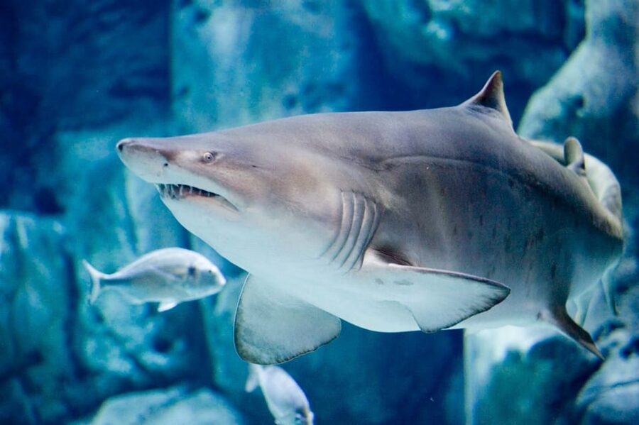 Bioparc Aquarium of Gijon Entry Ticket - A World Tour Through 60 Aquariums