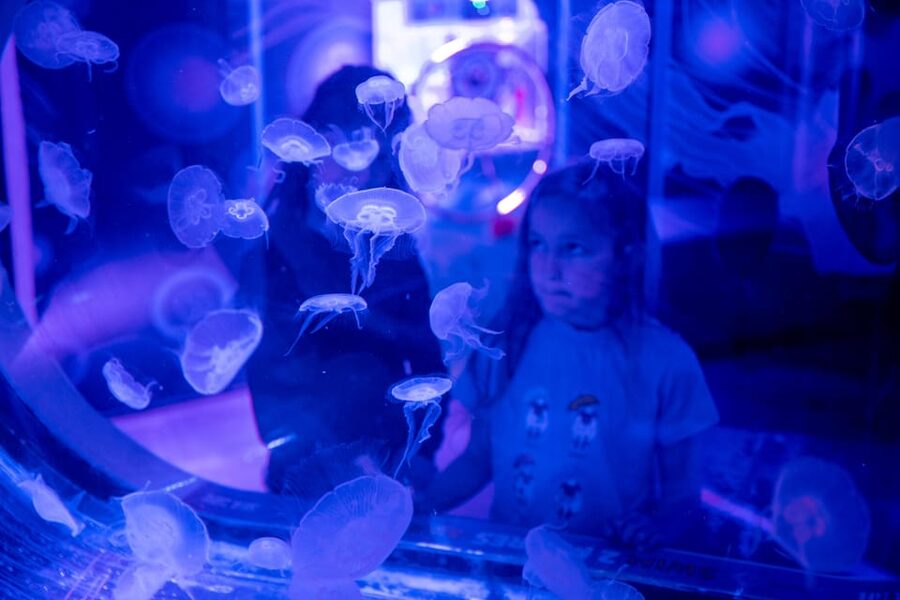 Birmingham: Cadbury World & SEA LIFE Birmingham - What the 4.7 rating tells you about the experience