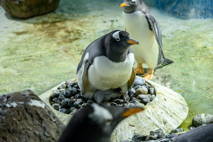 Birmingham: Cadbury World + SEA LIFE + LEGOLAND Discovery - Who will enjoy this experience most