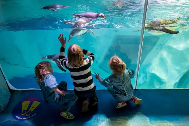 Birmingham: National Sea Life Centre Entrance Ticket - What the Birmingham SEA LIFE visit is really like