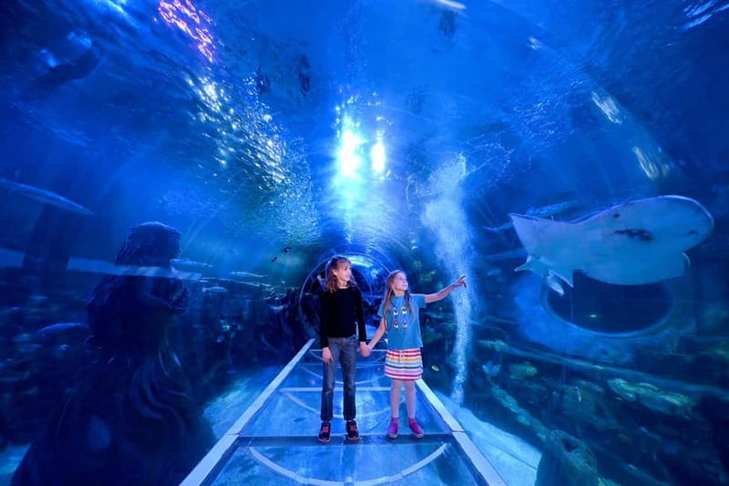 Birmingham: National Sea Life Centre Entrance Ticket - The 4D Cinema adds a short sensory break