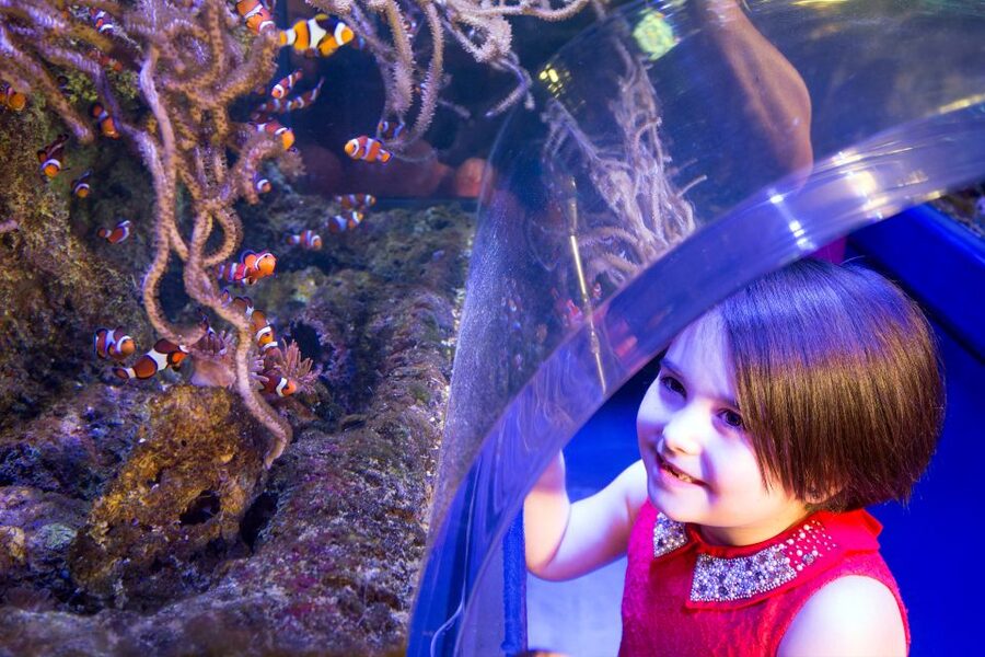 Birmingham: National Sea Life Centre Entrance Ticket - Is $25 fair for this attraction?
