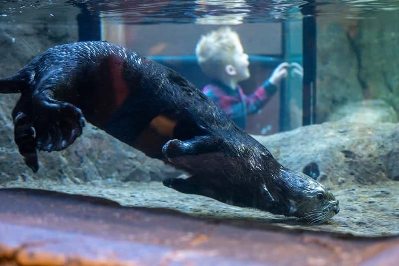Birmingham: National Sea Life Centre Entrance Ticket - Who will enjoy it most?