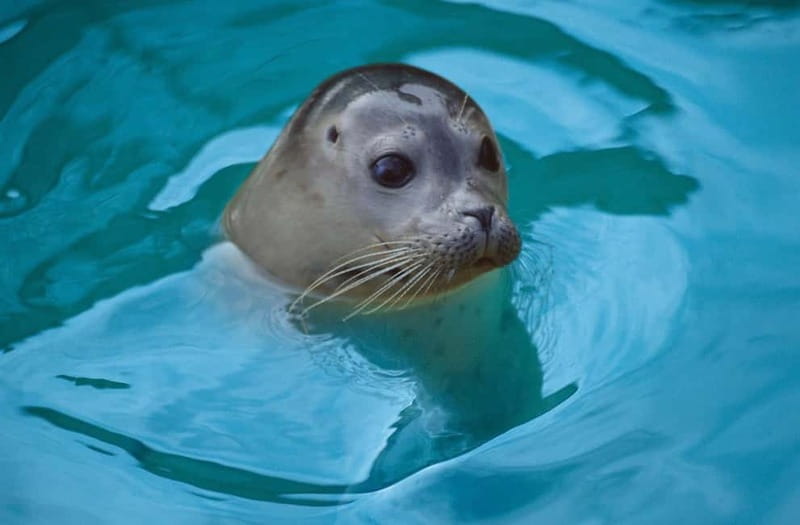 Blankenberge: SEA LIFE Entry Ticket - Key points at a glance