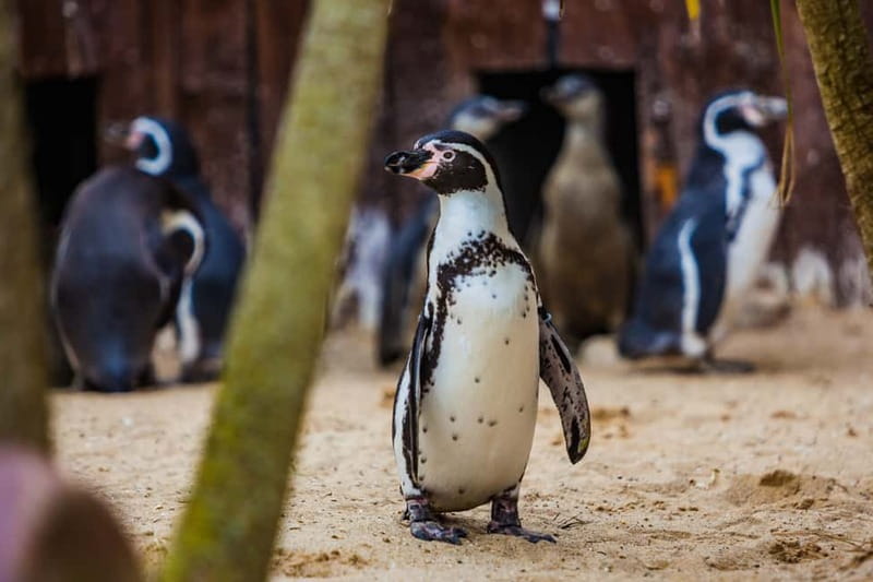 Blankenberge: SEA LIFE Entry Ticket - Piranhas, Amazon species, and the smaller aquariums