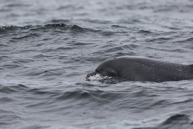 Blasket Island Sea Life Rib Tour, - How rough, wet, and cold is the RIB ride?