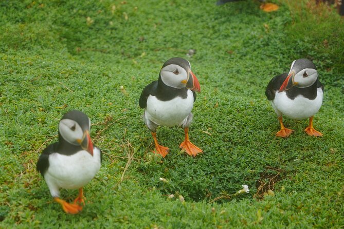 Blasket Island Sea Life Rib Tour, - Is the small-group setup worth $116.14?