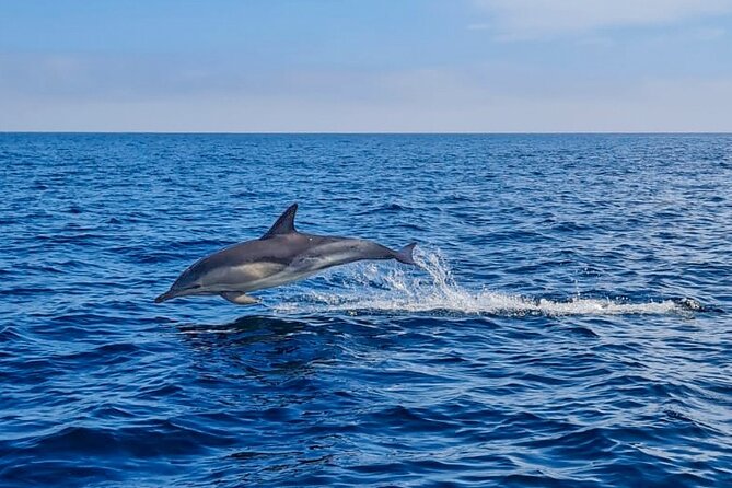 Blasket Island Sea Life Rib Tour, - Who will enjoy this tour most?
