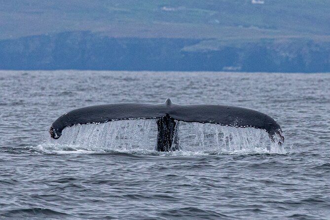 Blasket Island Sea Life Rib Tour, - Should you book the Blasket Island Sea Life RIB Tour?