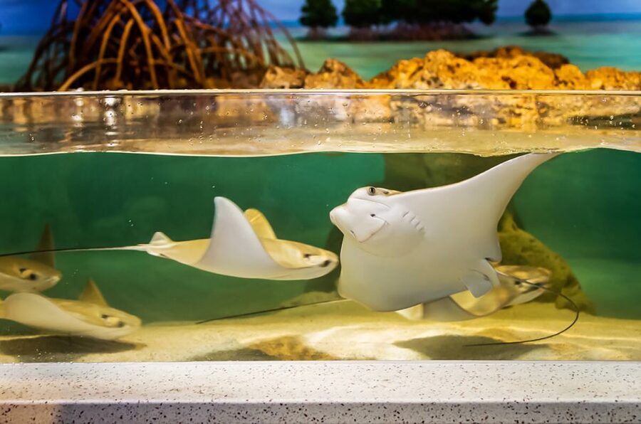 Boston: New England Aquarium Entry + Optional Simons Theatre - Simons Theatre is a worthwhile add-on for the right schedule