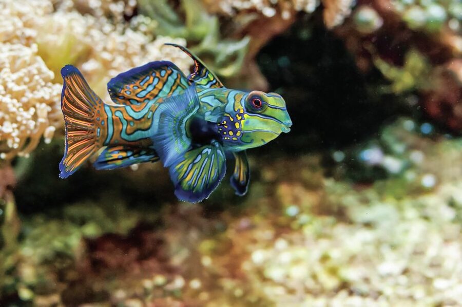 Boston: New England Aquarium Entry + Optional Simons Theatre - How long to spend inside
