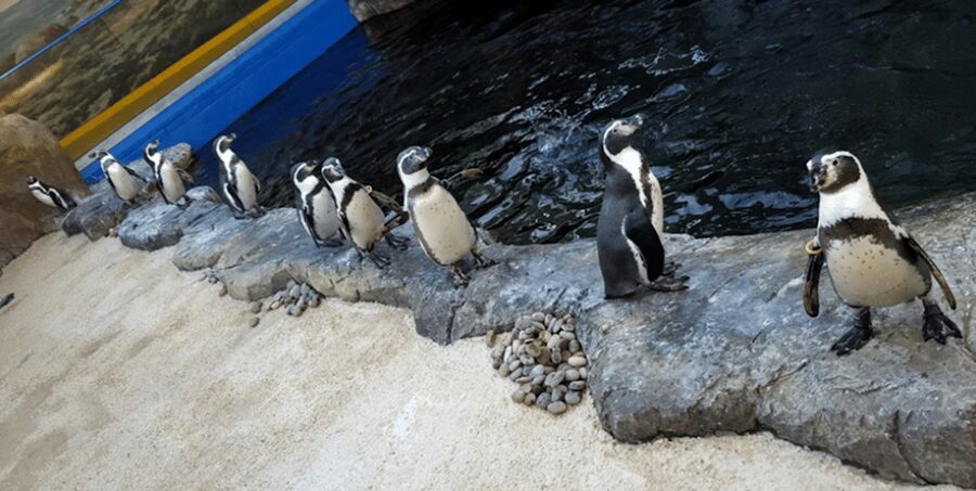 Bournemouth Oceanarium Ticket - Practical details that make the day easier