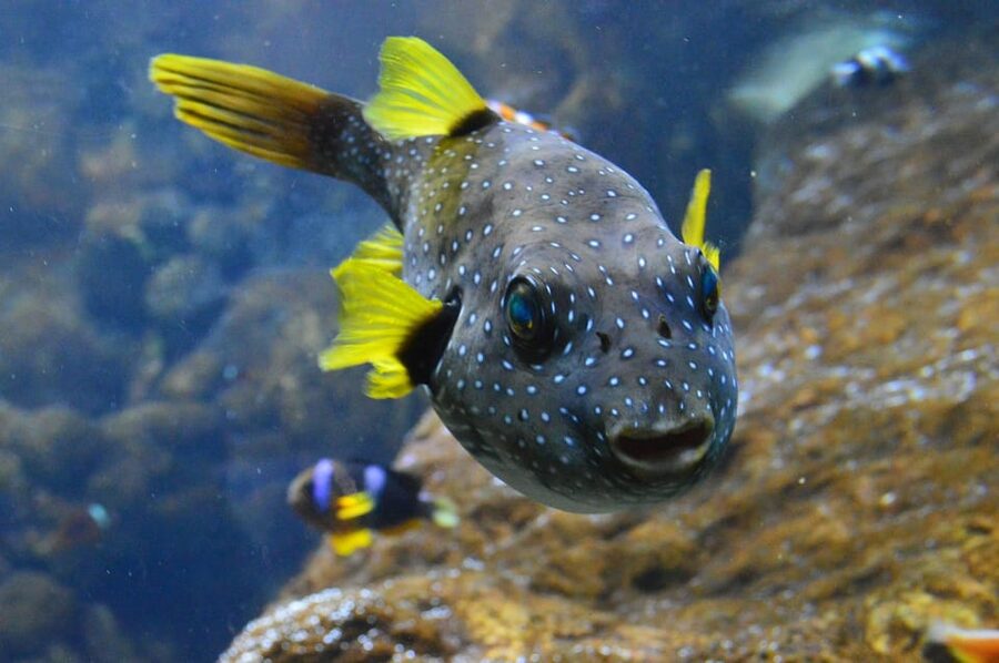 Bournemouth Oceanarium Ticket - FAQ
