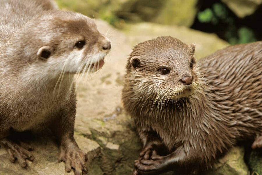 Bournemouth Oceanarium Ticket - Should you book Bournemouth Oceanarium?