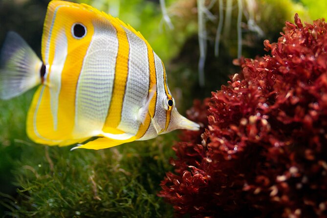 Burj Khalifa and Dubai Aquarium Combo Entrance Ticket - Should you book the Burj Khalifa and aquarium combo?