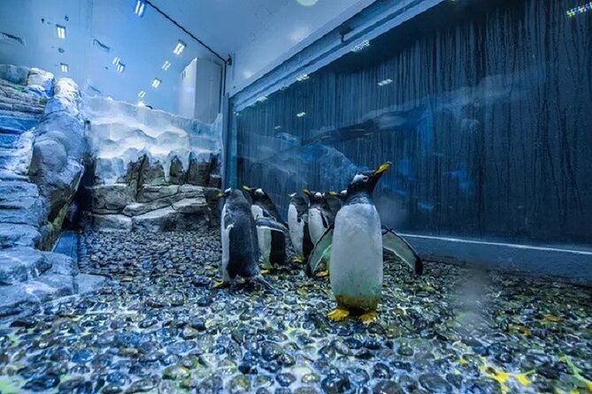 Burj Khalifa and Dubai Aquarium with Penguin Cove Combo - Penguin Cove and the timing problem