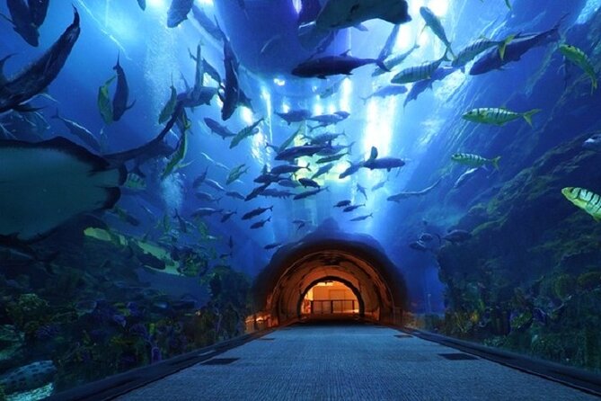 Burj Khalifa and Dubai Aquarium with Penguin Cove Combo - Who will enjoy this combo most