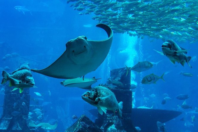 Burj Khalifa, Dubai Aquarium & UWZ with Penguin Cove Entry Ticket - Burj Khalifa views from floors 124 and 125