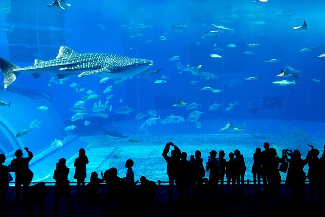 Burj Khalifa, Dubai Aquarium & UWZ with Penguin Cove Entry Ticket - Who will enjoy this combination most