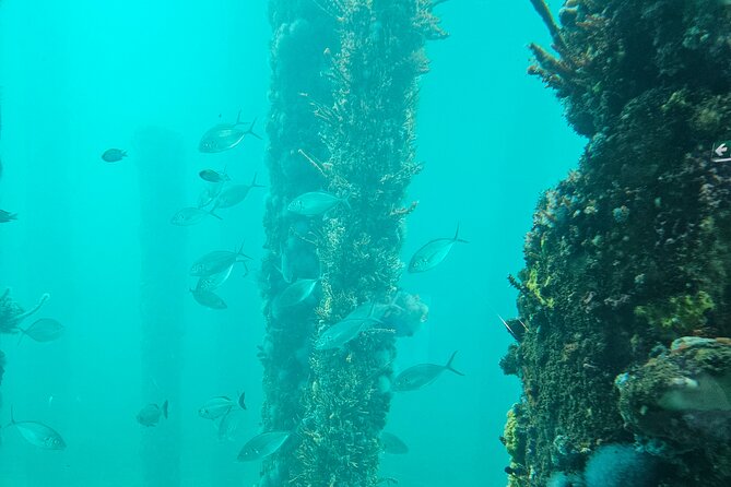Busselton Jetty and Underwater Observatory - Key points to know before booking