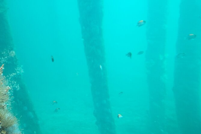 Busselton Jetty and Underwater Observatory - Looking below the surface at the Underwater Observatory