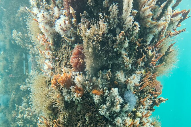 Busselton Jetty and Underwater Observatory - Returning through Brunswick, Wokalup, and Harvey