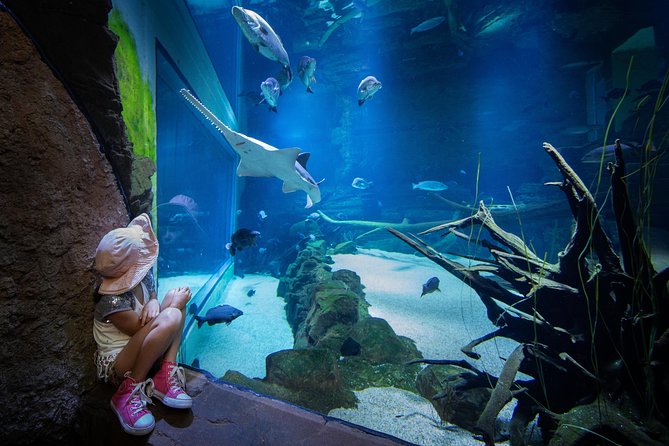 Cairns Aquarium Admission Ticket - The marine touch tank and close encounters