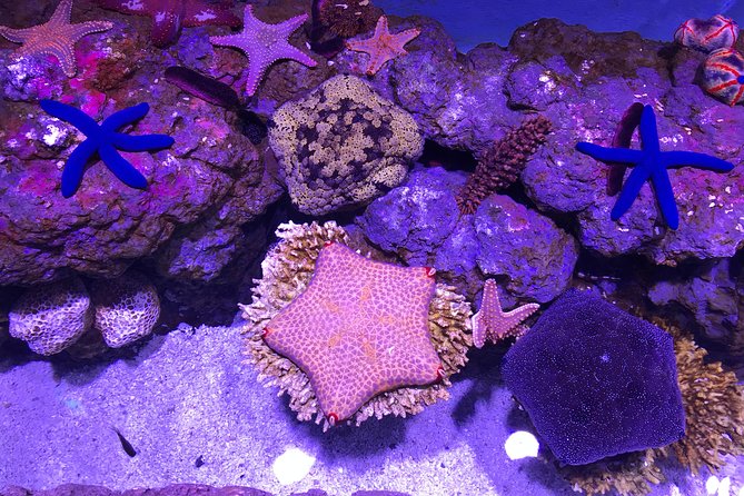 Cairns Aquarium Admission Ticket - The turtle hospital and conservation message