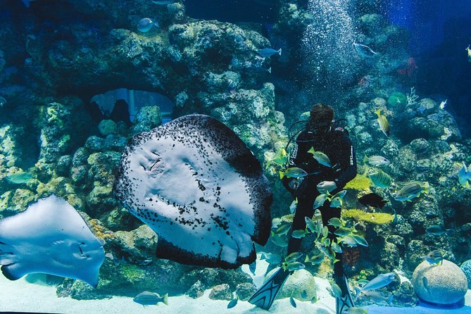 Cairns Aquarium Admission Ticket - How long should you allow?