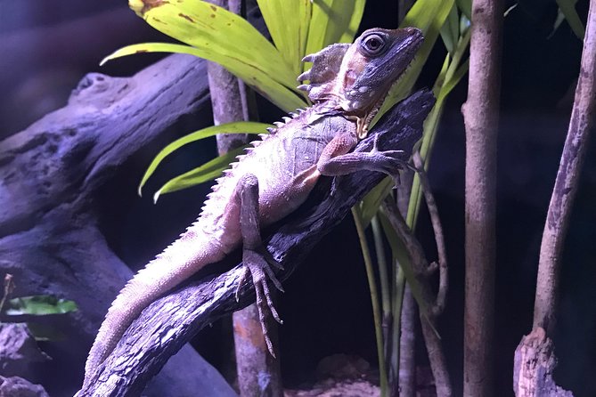 Cairns Aquarium Admission Ticket - Is $41.60 good value?