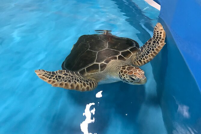Cairns Aquarium and small group City Sightseeing Tour - Why this combination works in Cairns