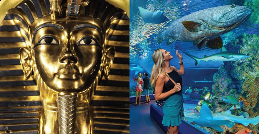 Cairns: Aquarium and Tomb of the Pharaohs Entry Ticket - Key Points At A Glance