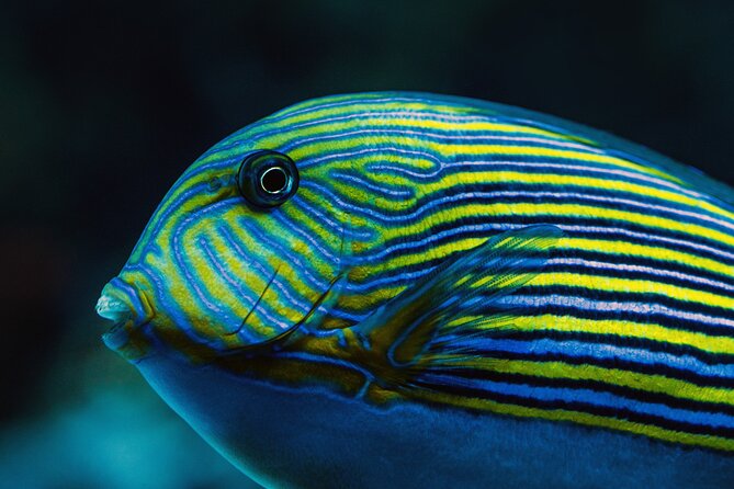 Cairns Aquarium by Twilight Tour - Practical details for planning your evening