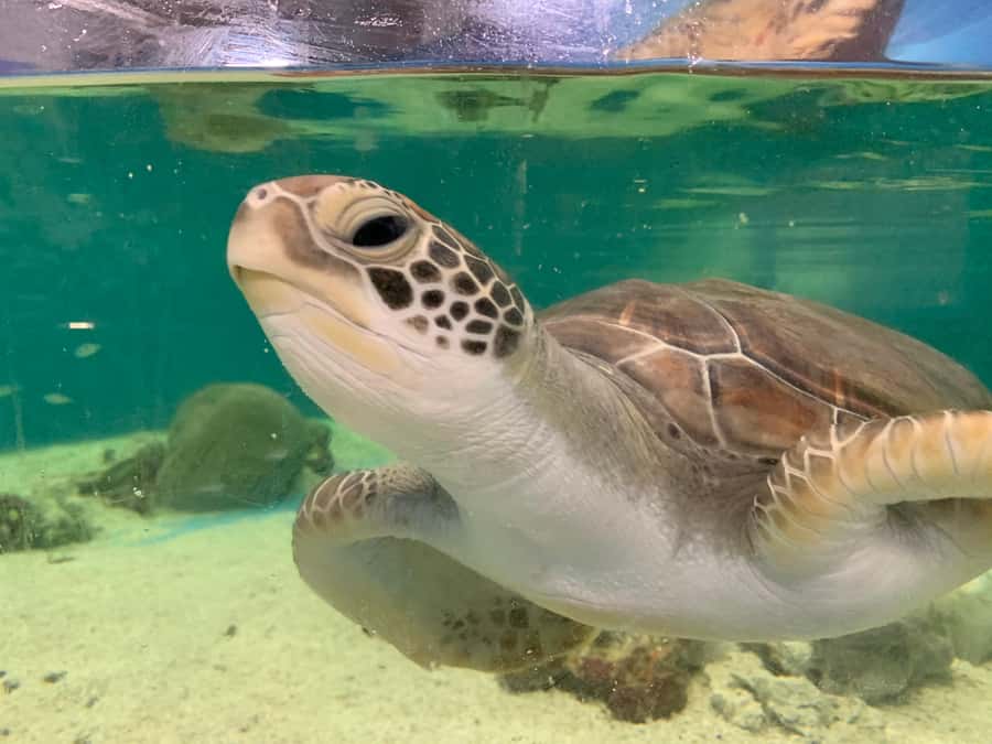 Cairns: Aquarium Entry Ticket and Turtle Rehabilitation Tour - Freshwater fish and the mangrove boardwalk
