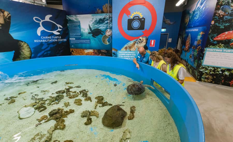 Cairns: Aquarium Entry Ticket and Turtle Rehabilitation Tour - The reef tank and Oceanarium