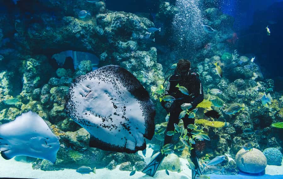 Cairns Aquarium General Admission Ticket - From Wet Tropics Rainforest to Great Barrier Reef