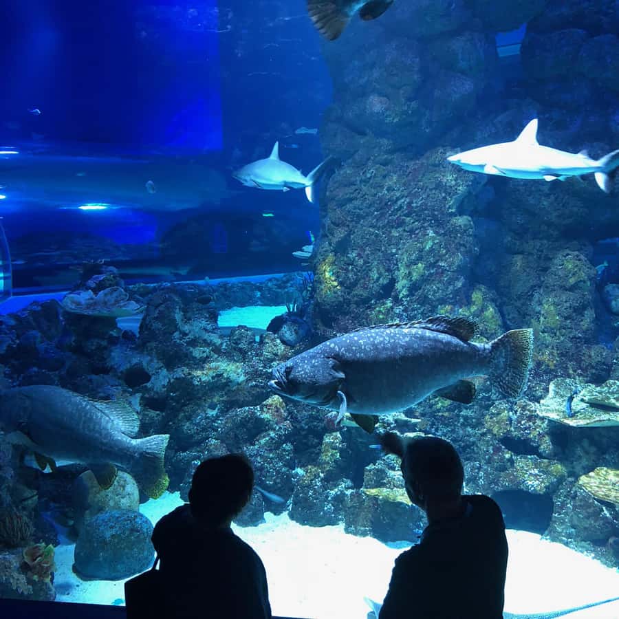 Cairns Aquarium General Admission Ticket - Should you book Cairns Aquarium?