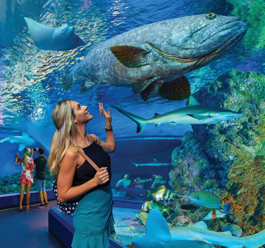 Cairns Aquarium General Admission Ticket - The 10-metre reef tank is the visual centrepiece
