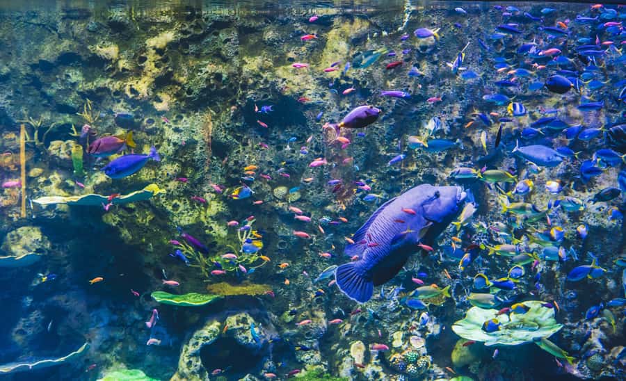 Cairns Aquarium General Admission Ticket - Talks, feeds, and touch tanks make the visit more active