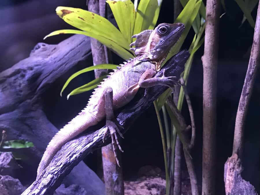 Cairns Aquarium General Admission Ticket - Is the $41 ticket good value?