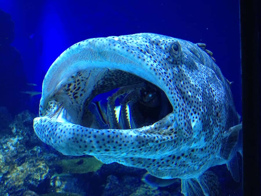 Cairns Aquarium General Admission Ticket - The aquarium works well for families and mixed-age groups