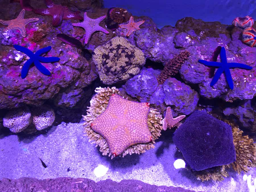 Cairns Aquarium General Admission Ticket - The Oceanarium gives you a close look at open water