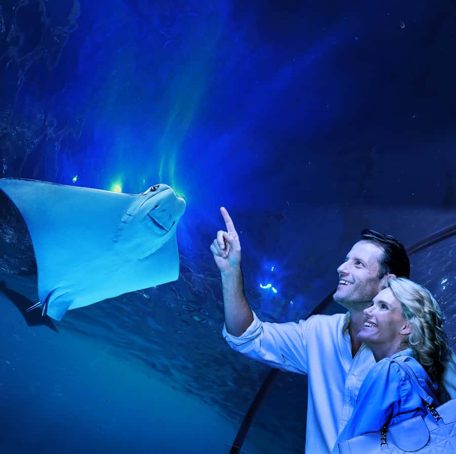 Cairns: Aquarium Guided Twilight Tour with 3-Course Dinner - Key points to know before booking