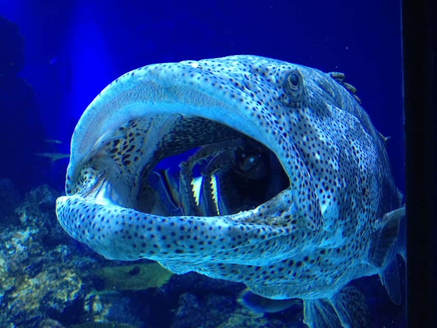 Cairns: Aquarium Guided Twilight Tour with 3-Course Dinner - Starting at Cairns Aquarium