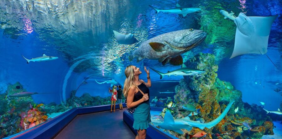 Cairns Aquarium Turtle Hospital and City Sightseeing Tour - Start at Cairns Aquarium before the city wakes up