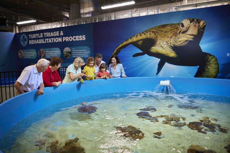 Cairns Aquarium Turtle Hospital and City Sightseeing Tour - St Monica’s Cathedral and its huge stained glass