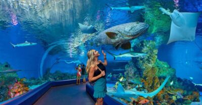 Cairns Aquarium Turtle Hospital and City Sightseeing Tour