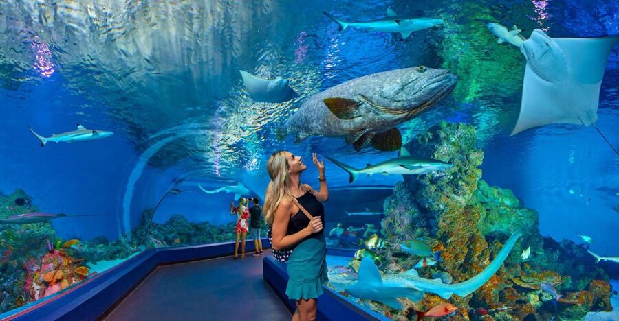 Cairns Aquarium Turtle Hospital and City Sightseeing Tour - See Cairns from an air-conditioned vehicle